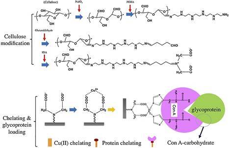 clip_image002.jpg //ars.els-cdn.com/content/image/1-s2.0-S0021967318303212-gr1_lrg.jpg